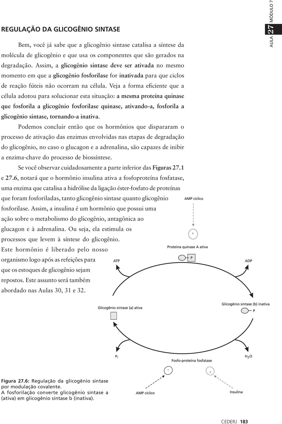 Veja a forma eficiente que a célula adotou para solucionar esta situação: a mesma proteína quinase que fosforila a glicogênio fosforilase quinase, ativando-a, fosforila a glicogênio sintase,