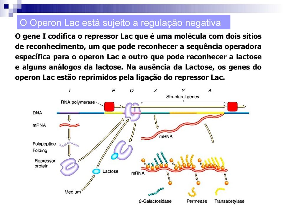 específica para o operon Lac e outro que pode reconhecer a lactose e alguns análogos da