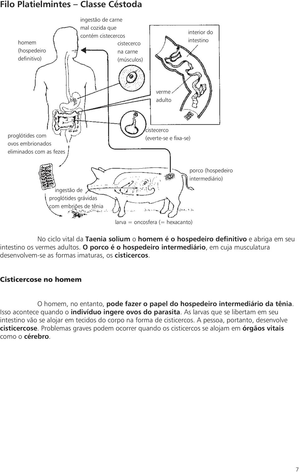 ciclo vital da Taenia solium o homem é o hospedeiro definitivo e abriga em seu intestino os vermes adultos.