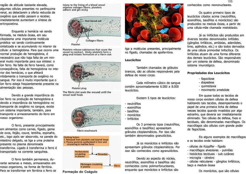 Enquanto a hemácia vai sendo formada, na medula óssea, em seu citoplasma uma importante molécula protéica vai sendo continuamente sintetizada e se acumulando no interior da célula: a hemoglobina.