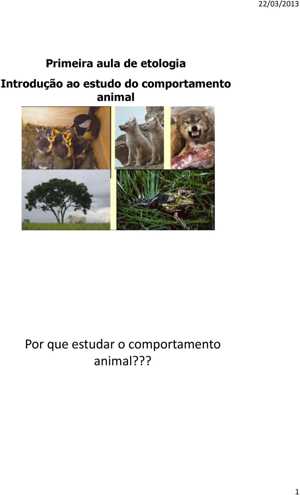 comportamento animal Por que