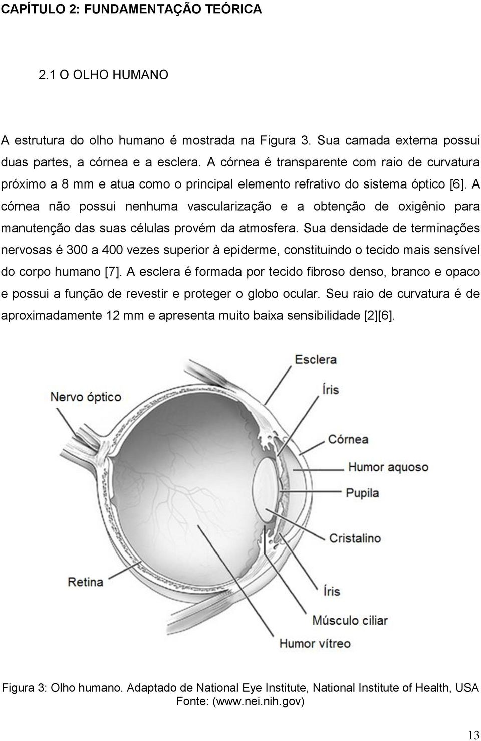 A córnea não possui nenhuma vascularização e a obtenção de oxigênio para manutenção das suas células provém da atmosfera.