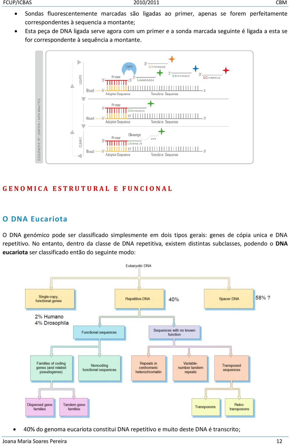 G E N O M I C A E S T R U T U R A L E F U N C I O N A L O DNA Eucariota O DNA genómico pode ser classificado simplesmente em dois tipos gerais: genes de cópia unica e DNA