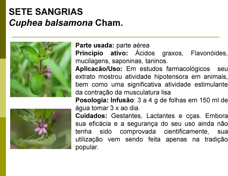 da contração da musculatura lisa Posologia: Infusão: 3 a 4 g de folhas em 150 ml de água tomar 3 x ao dia. Cuidados: Gestantes, Lactantes e cças.