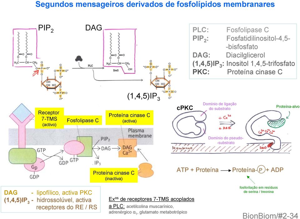 Proteína-alvo Domínio do pseudo- -substrato Proteína cinase C (inactiva) ATP + Proteína Proteína- P + ADP DAG - lipofílico, activa PKC (1,4,5)IP 3 - hidrossolúvel, activa