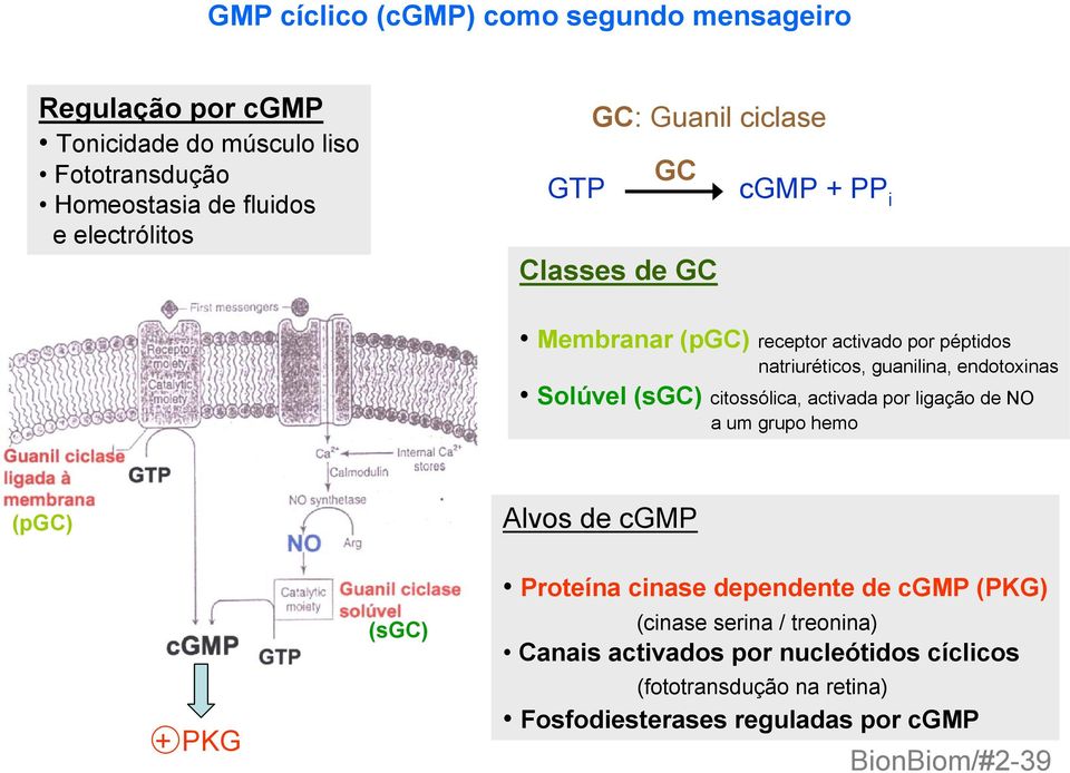 Solúvel (sgc) citossólica, activada por ligação de NO a um grupo hemo (pgc) Alvos de cgmp + PKG (sgc) Proteína cinase dependente de cgmp