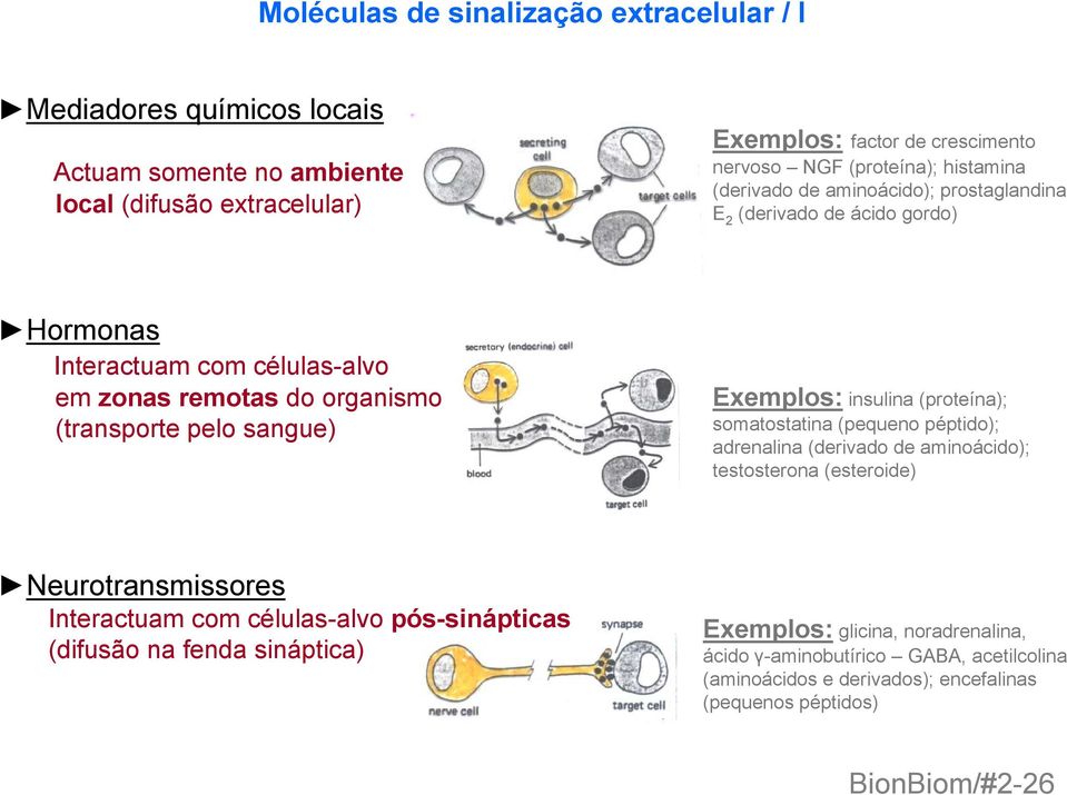 Exemplos: insulina (proteína); somatostatina (pequeno péptido); adrenalina (derivado de aminoácido); testosterona (esteroide) Neurotransmissores Interactuam com células-alvo