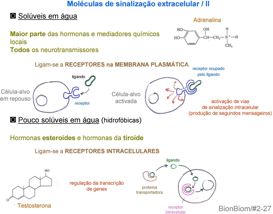 Pouco solúveis em água (hidrofóbicas) activação de vias de sinalização intracelular (produção de segundos mensageiros) Hormonas esteroides e hormonas