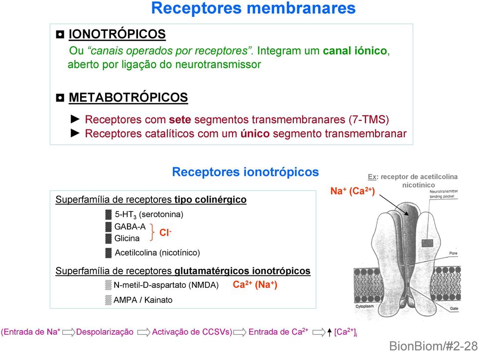 único segmento transmembranar Receptores ionotrópicos Superfamília de receptores tipo colinérgico 5-HT 3 (serotonina) GABA-A Cl Glicina - Acetilcolina (nicotínico)