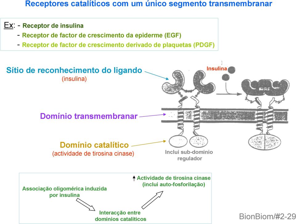 Insulina Domínio transmembranar Domínio catalítico (actividade de tirosina cinase) Inclui sub-domínio regulador Associação