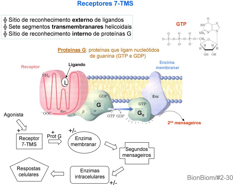 de guanina (GTP e GDP) Ligando Enzima membranar L Enz G Agonista G α + Receptor 7-TMS + Prot G +/- Enzima