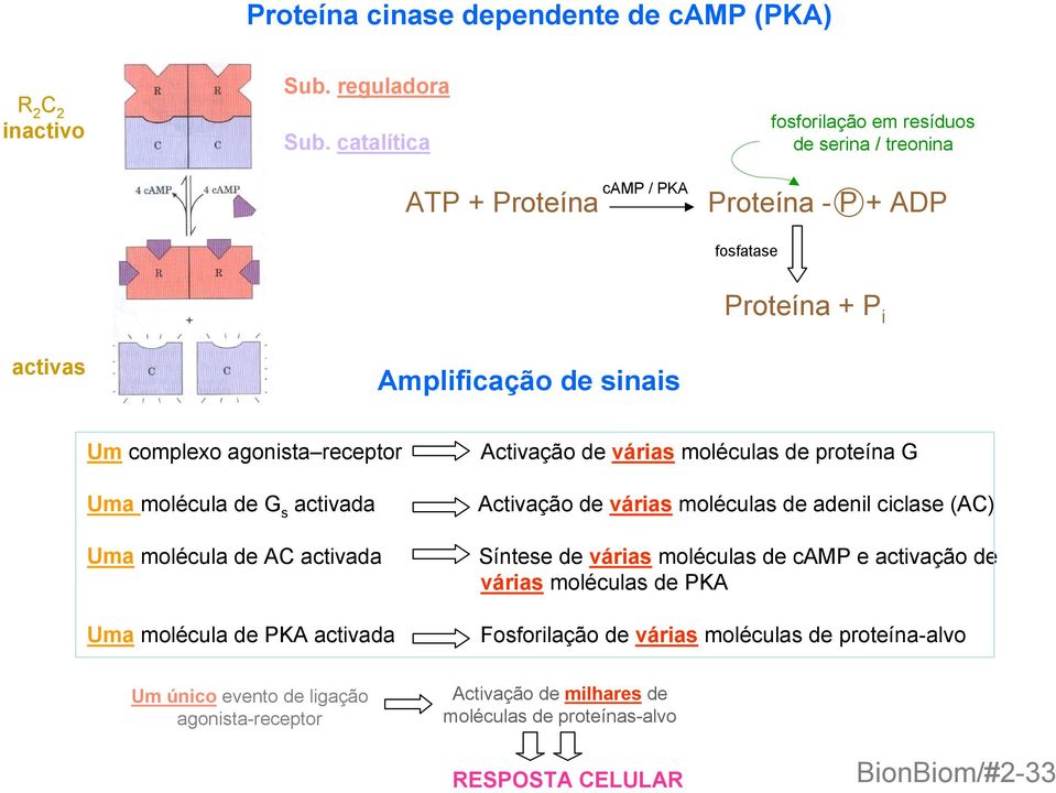 agonista receptor Activação de várias moléculas de proteína G Uma molécula de G s activada Activação de várias moléculas de adenil ciclase (AC) Uma molécula de AC activada