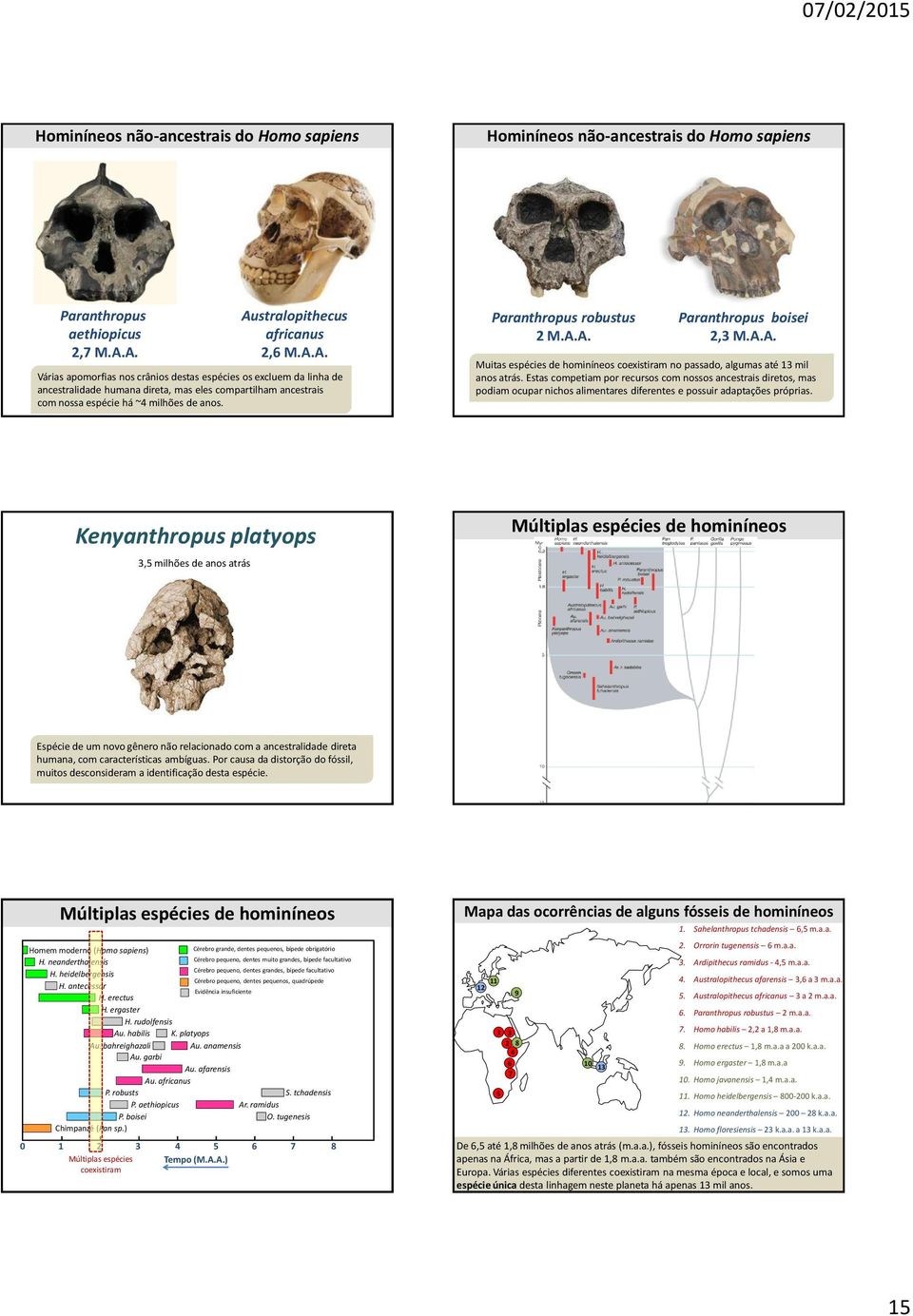 Paranthropus robustus 2 M.A.A. Paranthropus boisei 2,3 M.A.A. Muitas espécies de hominíneos coexistiram no passado, algumas até 13 mil anos atrás.
