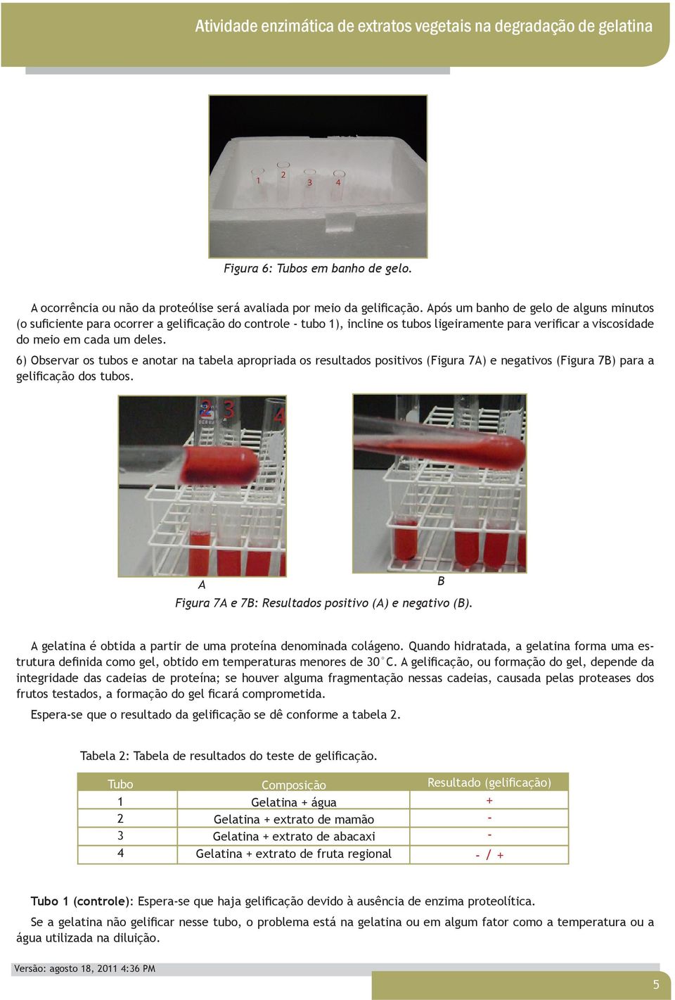 6) Observar os tubos e anotar na tabela apropriada os resultados positivos (Figura 7A) e negativos (Figura 7B) para a gelificação dos tubos. A Figura 7A e 7B: Resultados positivo (A) e negativo (B).