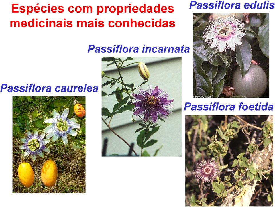 Passiflora edulis Passiflora