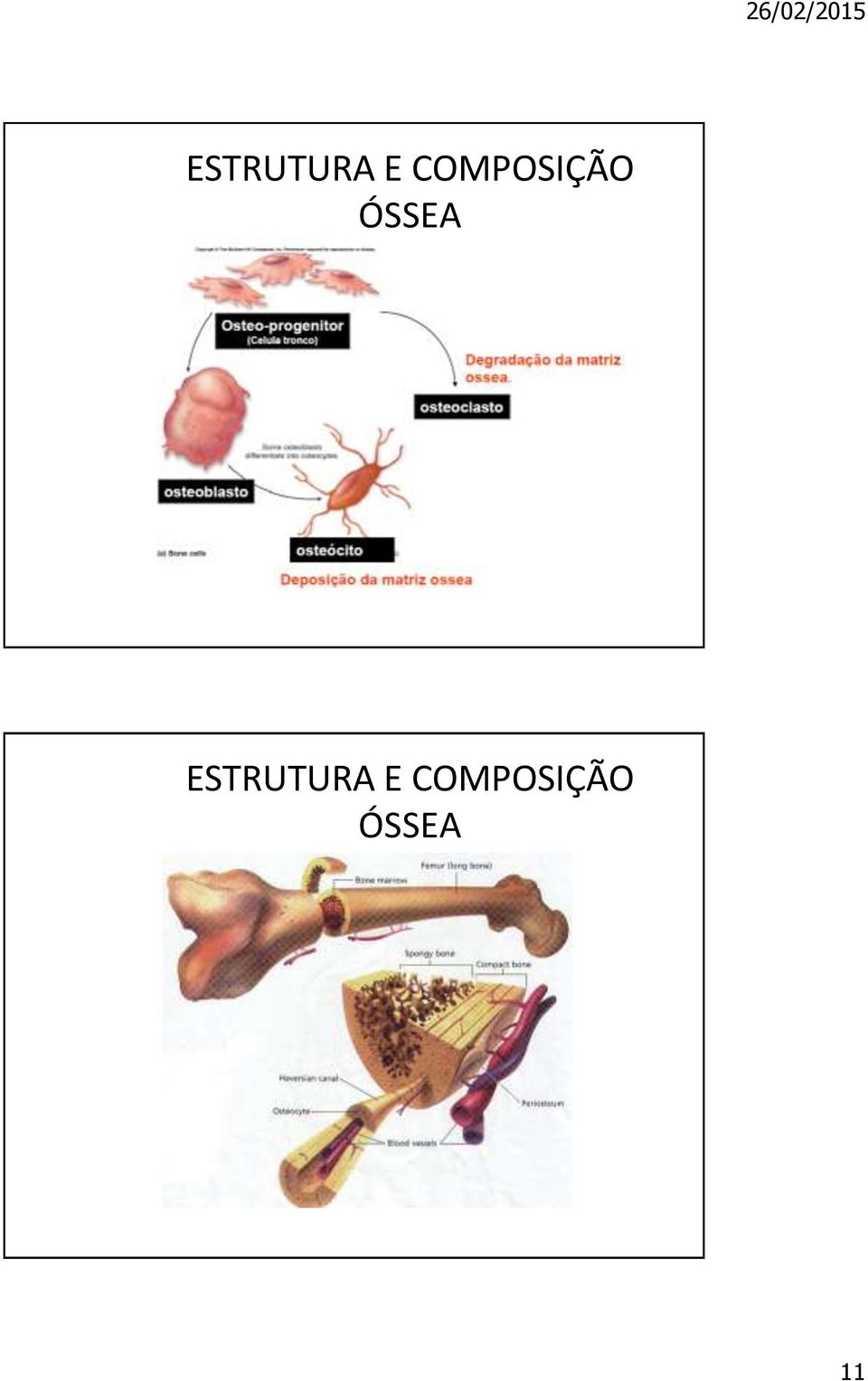 ÓSSEA   ÓSSEA