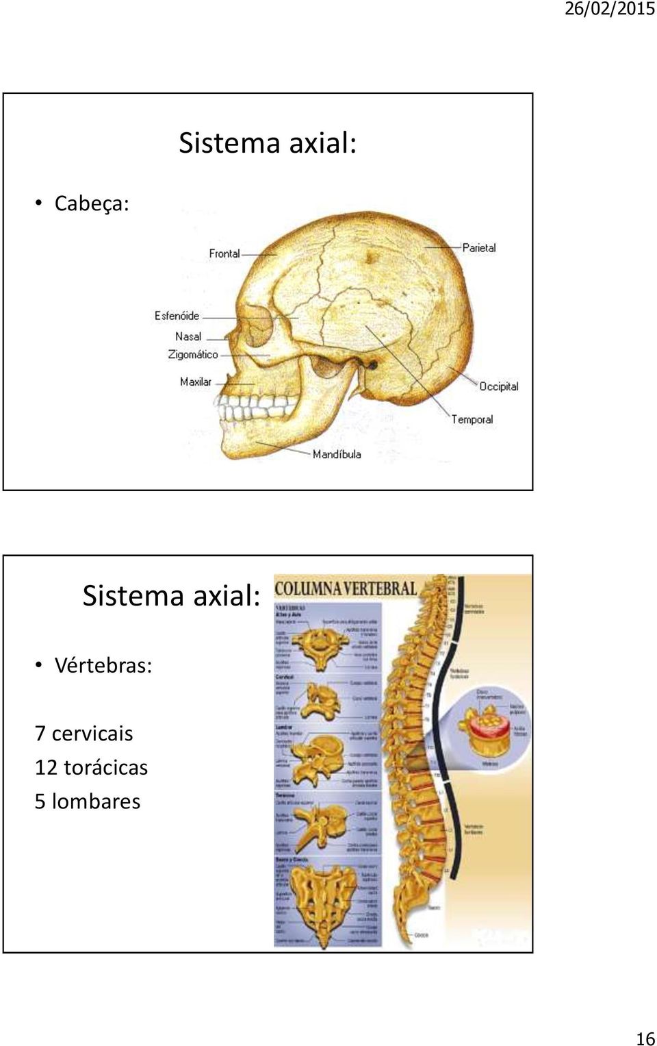 cervicais 12