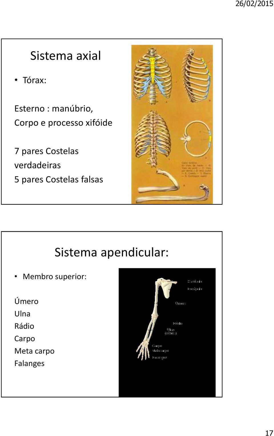 pares Costelas falsas Sistema apendicular: Membro