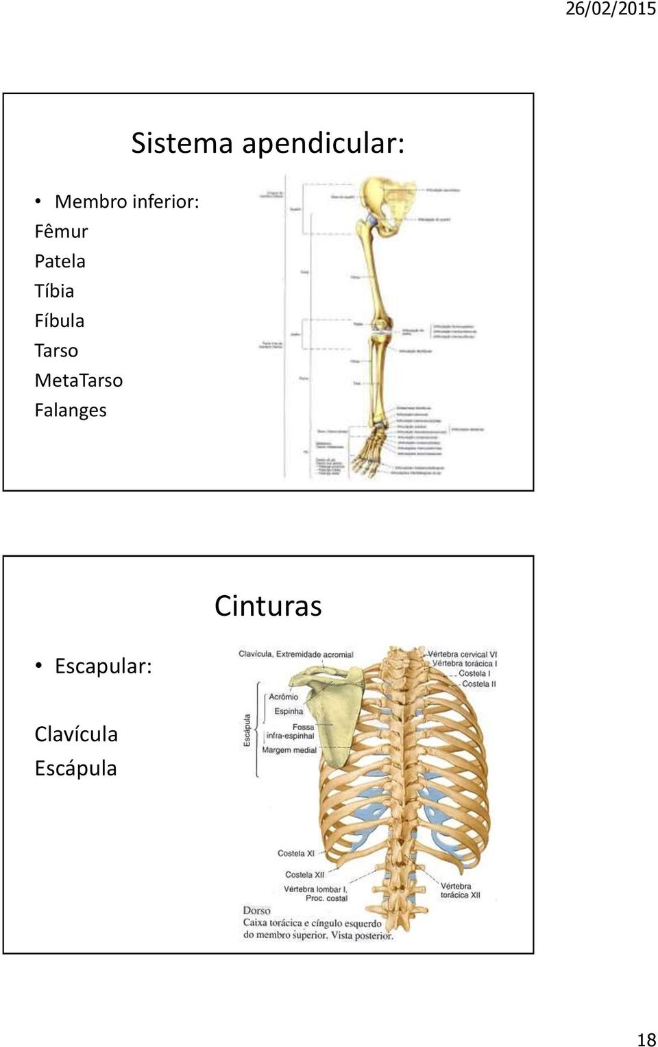 Fíbula Tarso MetaTarso Falanges