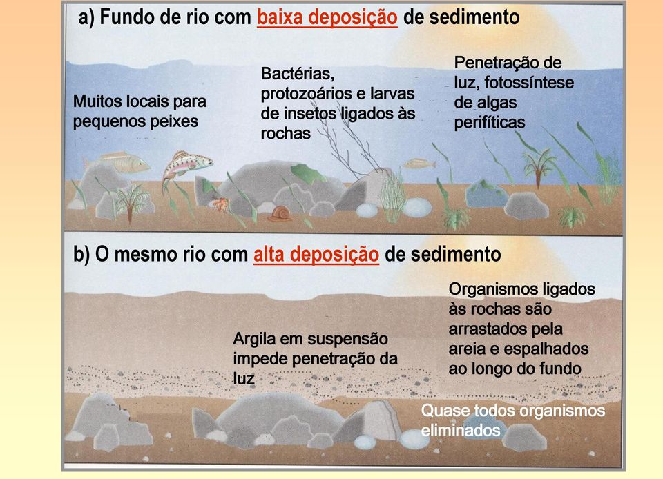 perifíticas b) O mesmo rio com alta deposição de sedimento Argila em suspensão impede penetração da