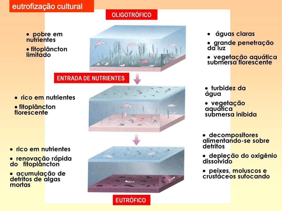 vegetação aquática submersa inibida rico em nutrientes renovação rápida do fitoplâncton acumulação de detritos de algas