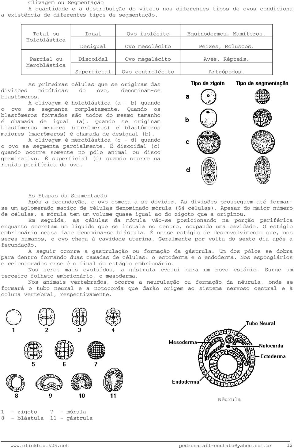 Superficial Ovo centrolécito Artrópodos. As primeiras células que se originam das divisões mitóticas do ovo, denominam-se blastômeros.