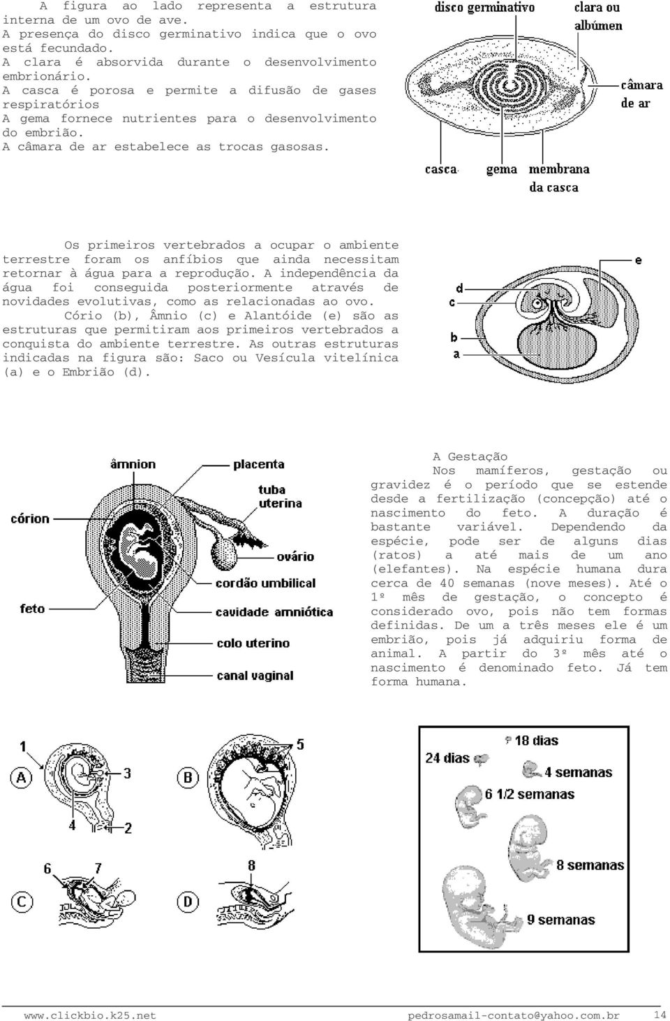 Os primeiros vertebrados a ocupar o ambiente terrestre foram os anfíbios que ainda necessitam retornar à água para a reprodução.