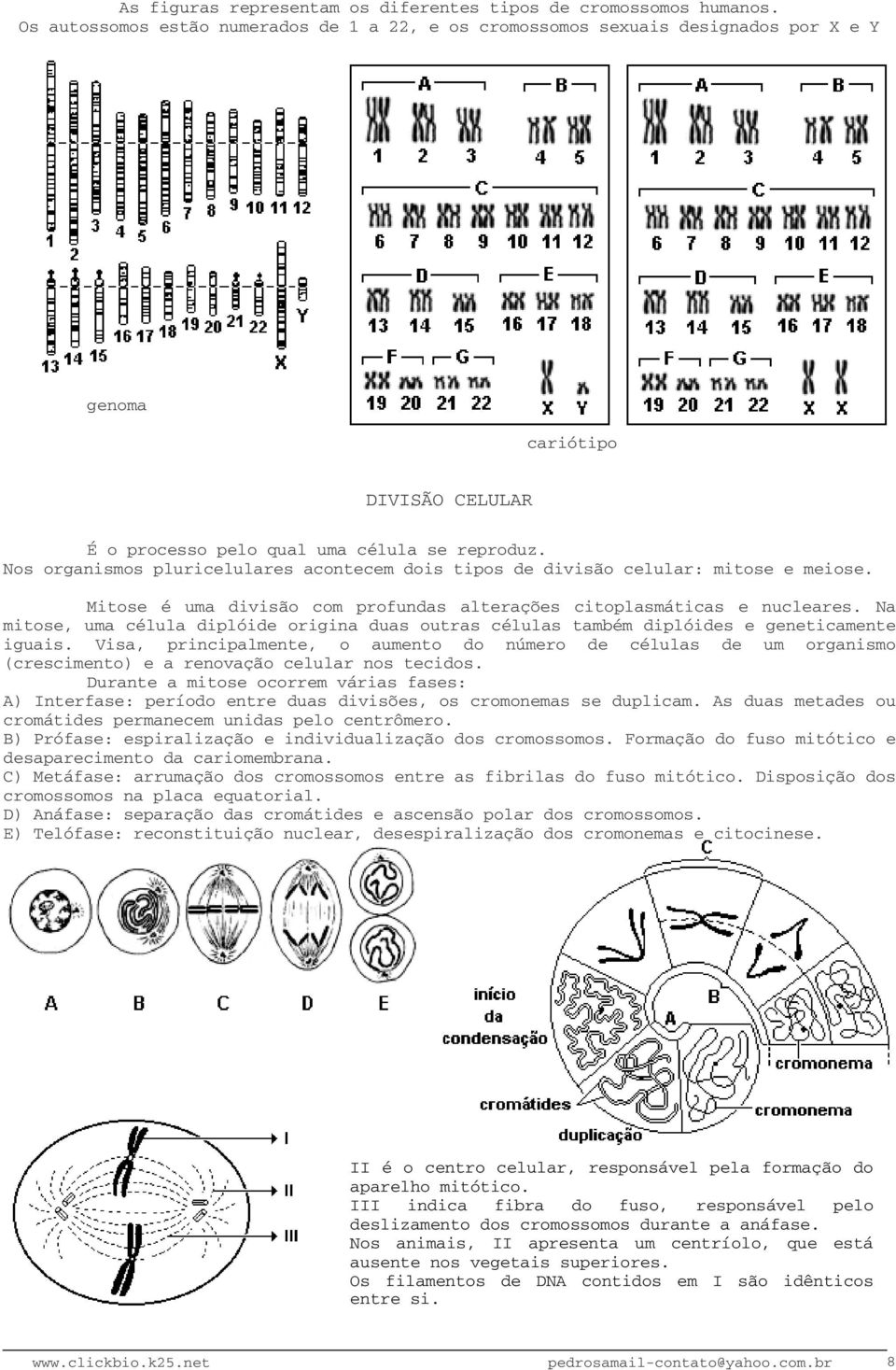 Nos organismos pluricelulares acontecem dois tipos de divisão celular: mitose e meiose. Mitose é uma divisão com profundas alterações citoplasmáticas e nucleares.