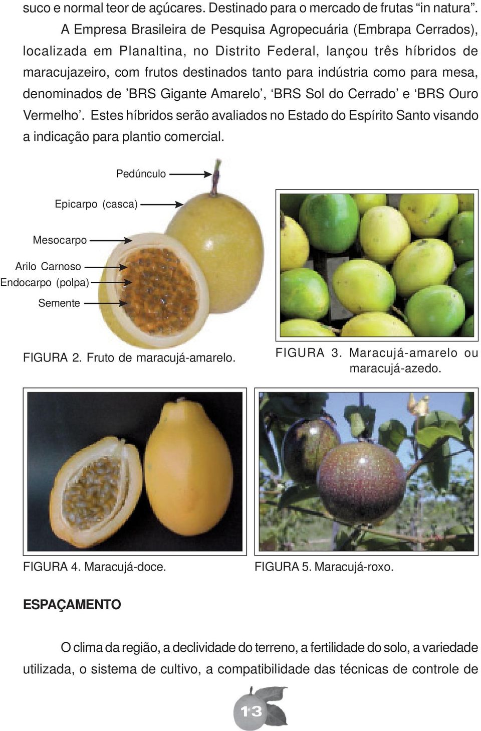 para mesa, denominados de BRS Gigante Amarelo, BRS Sol do Cerrado e BRS Ouro Vermelho. Estes híbridos serão avaliados no Estado do Espírito Santo visando a indicação para plantio comercial.