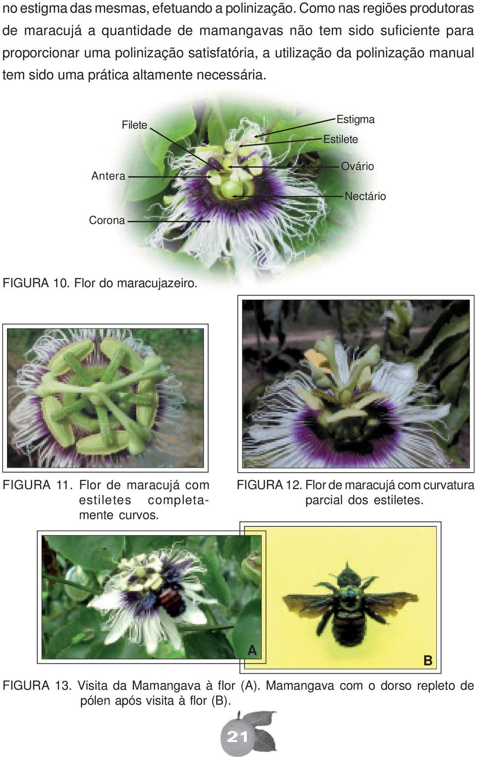 utilização da polinização manual tem sido uma prática altamente necessária. Antera Filete Estigma Estilete Ovário Nectário Corona FIGURA 10.