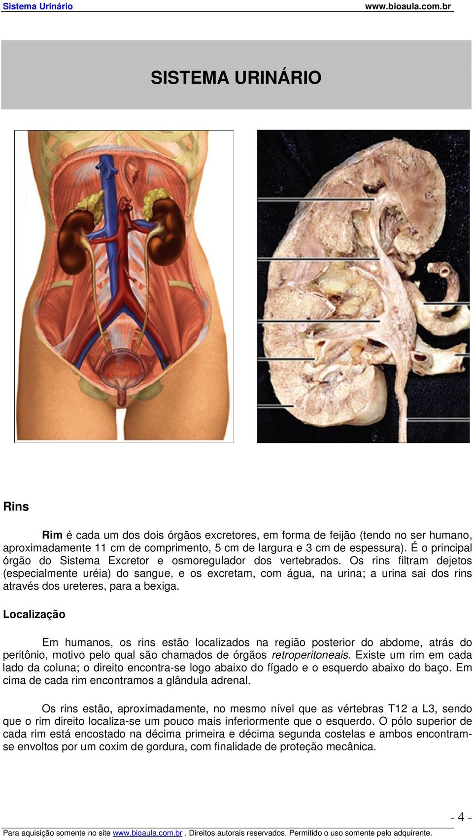 Os rins filtram dejetos (especialmente uréia) do sangue, e os excretam, com água, na urina; a urina sai dos rins através dos ureteres, para a bexiga.