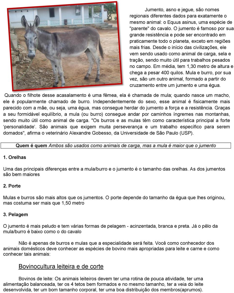 Graças a seu formidável equilíbrio, a mula (ou burro) consegue andar por caminhos íngremes nas montanhas, sendo muito útil como animal de carga.