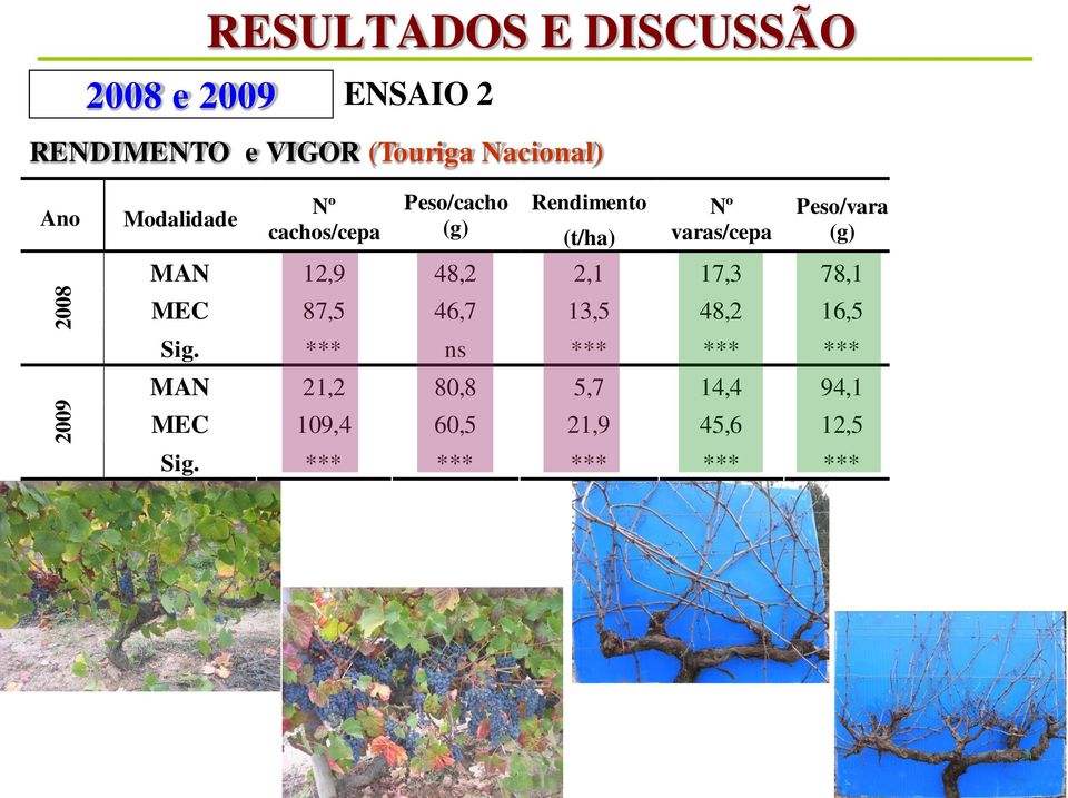 Peso/vara (g) MAN 12,9 48,2 2,1 17,3 78,1 MEC 87,5 46,7 13,5 48,2 16,5 Sig.