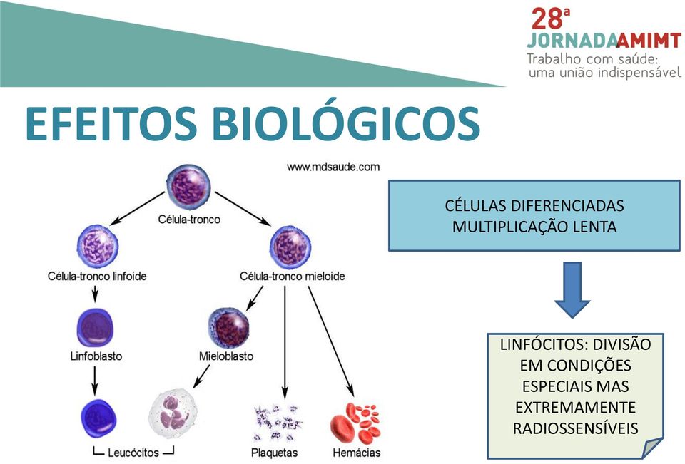 LINFÓCITOS: DIVISÃO EM CONDIÇÕES