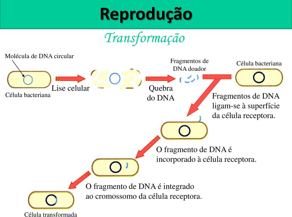 de DNA ligam-se à superfície da célula receptora.