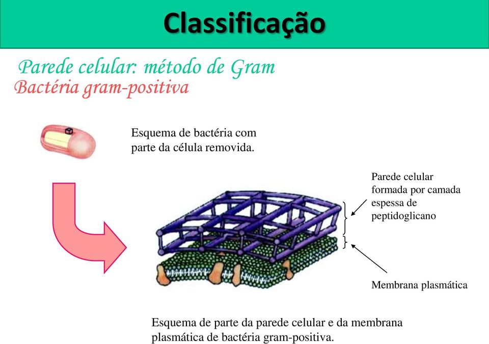 Parede celular formada por camada espessa de peptidoglicano Membrana