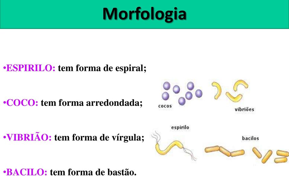 arredondada; VIBRIÃO: tem forma