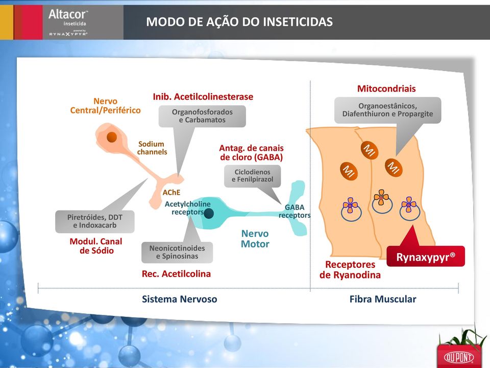 channels Antag. de canais de cloro (GABA) Ciclodienos e Fenilpirazol Piretróides, DDT e Indoxacarb Modul.