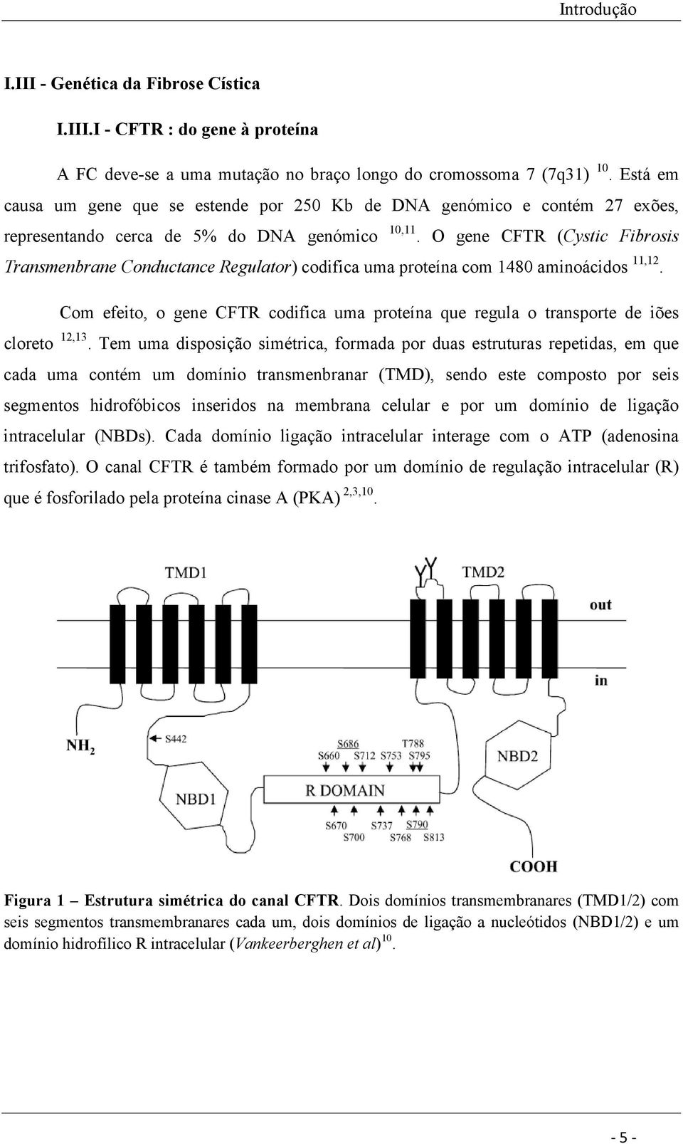 O gene CFTR (Cystic Fibrosis Transmenbrane Conductance Regulator) codifica uma proteína com 1480 aminoácidos 11,12.
