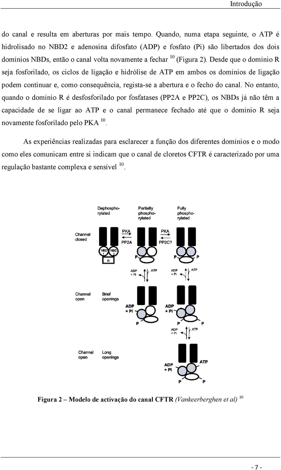 Desde que o domínio R seja fosforilado, os ciclos de ligação e hidrólise de ATP em ambos os domínios de ligação podem continuar e, como consequência, regista-se a abertura e o fecho do canal.