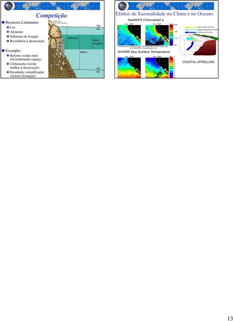 Oceano Exemplo: Balanus ocupa mais eficientemente espaço; Chthamalus