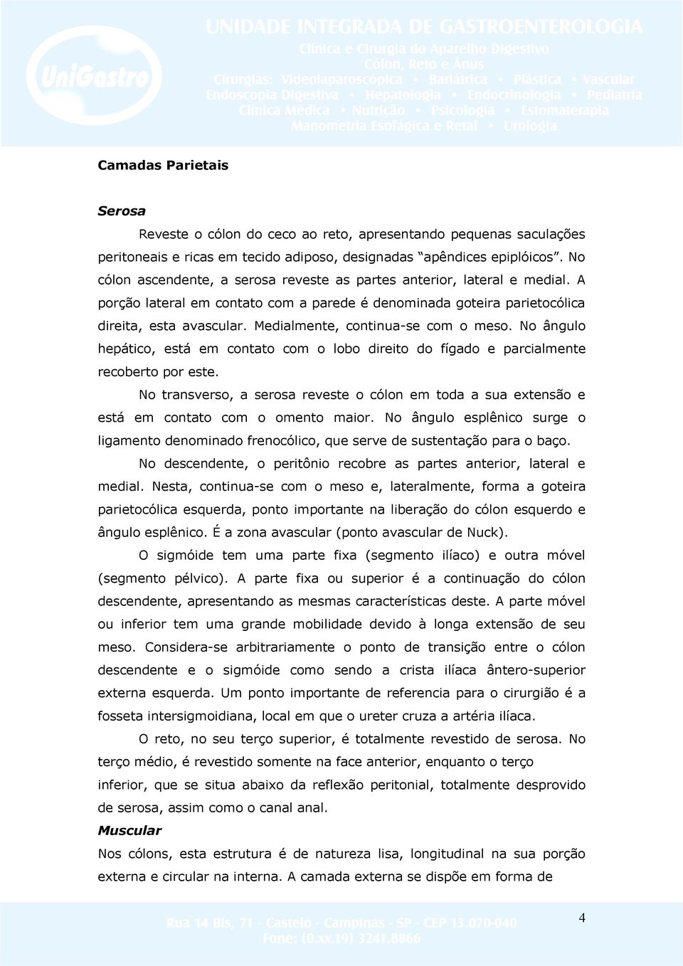 Medialmente, continua-se com o meso. No ângulo hepático, está em contato com o lobo direito do fígado e parcialmente recoberto por este.