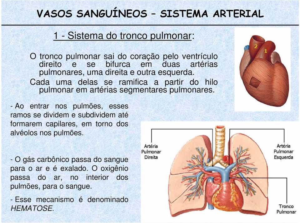 Cada uma delas se ramifica a partir do hilo pulmonar em artérias segmentares pulmonares.