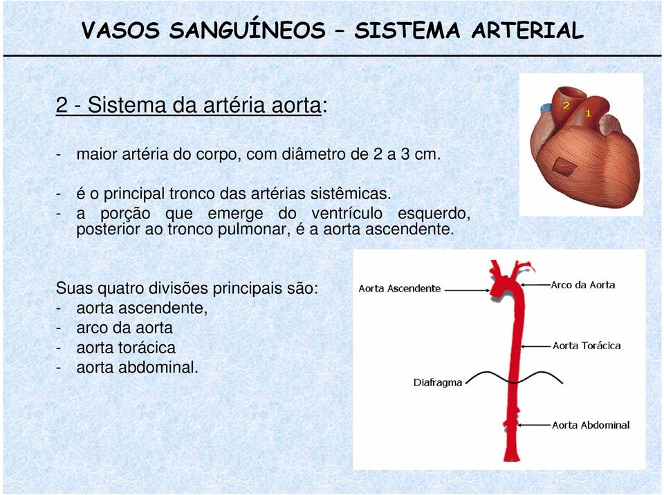 - a porção que emerge do ventrículo esquerdo, posterior ao tronco pulmonar, é a aorta