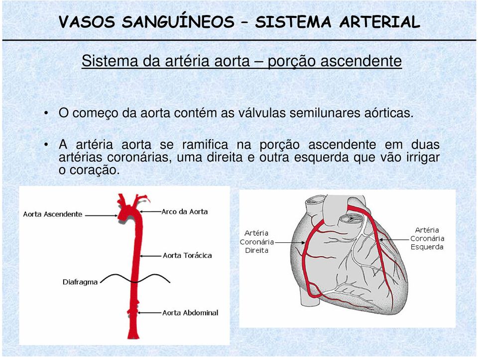 aórticas.