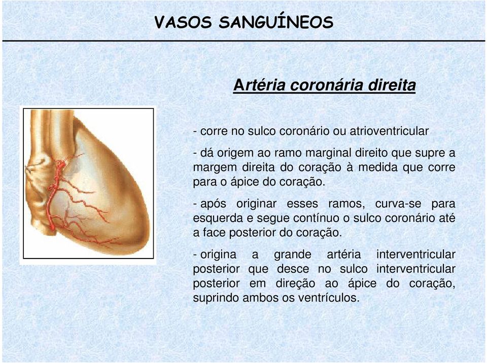 - após originar esses ramos, curva-se para esquerda e segue contínuo o sulco coronário até a face posterior do coração.