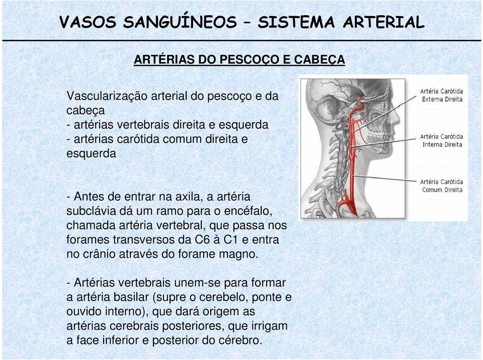 vertebral, que passa nos forames transversos da C6 à C1 e entra no crânio através do forame magno.