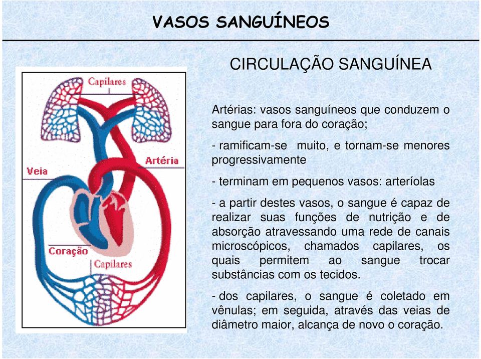 funções de nutrição e de absorção atravessando uma rede de canais microscópicos, chamados capilares, os quais permitem ao sangue trocar