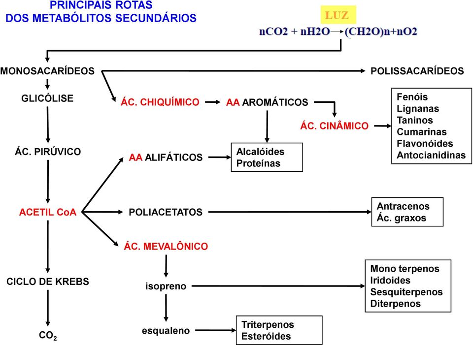 CINÂMICO Fenóis Lignanas Taninos Cumarinas Flavonóides Antocianidinas ACETIL CoA POLIACETATOS