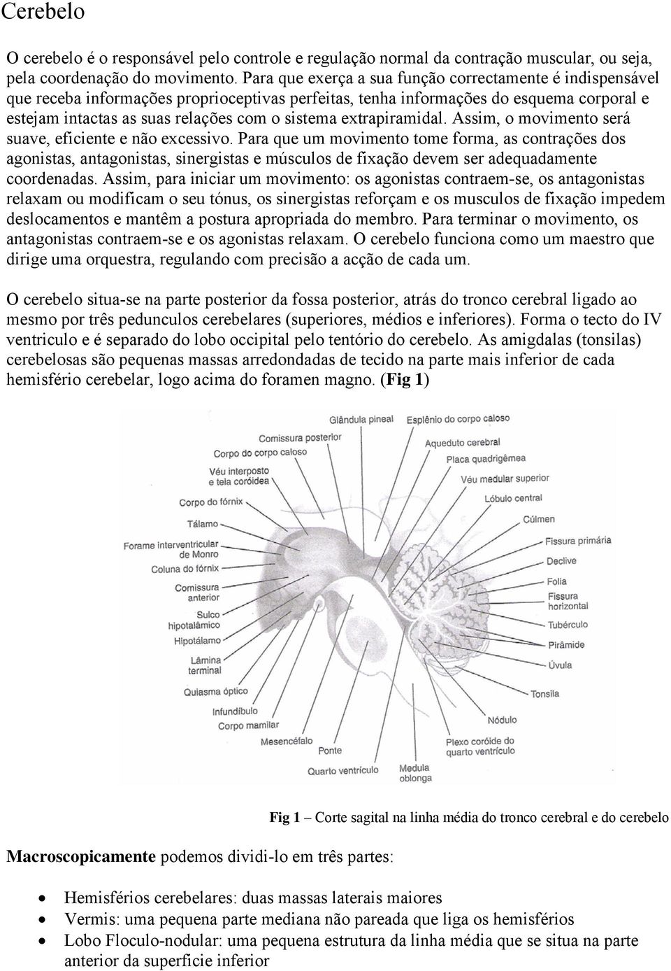 extrapiramidal. Assim, o movimento será suave, eficiente e não excessivo.